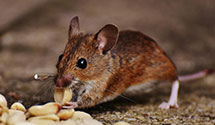 24 Hour & Emergency Exterminators in Shadyside, PA
